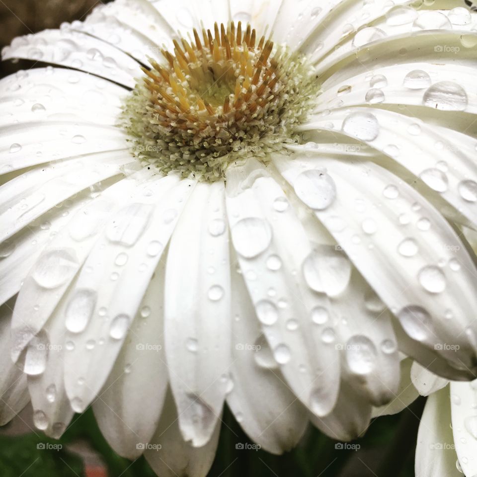 Raindrops on white flower