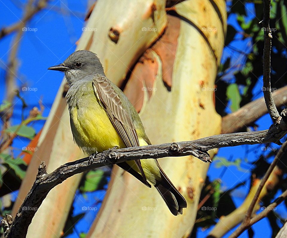 Kingbird