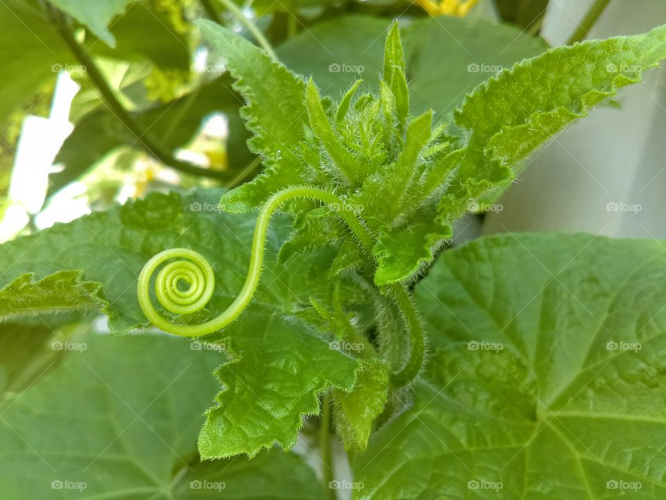 Nature Spiral
