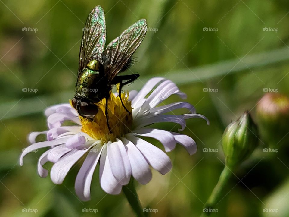 fly consuming nectar from a wild daisy