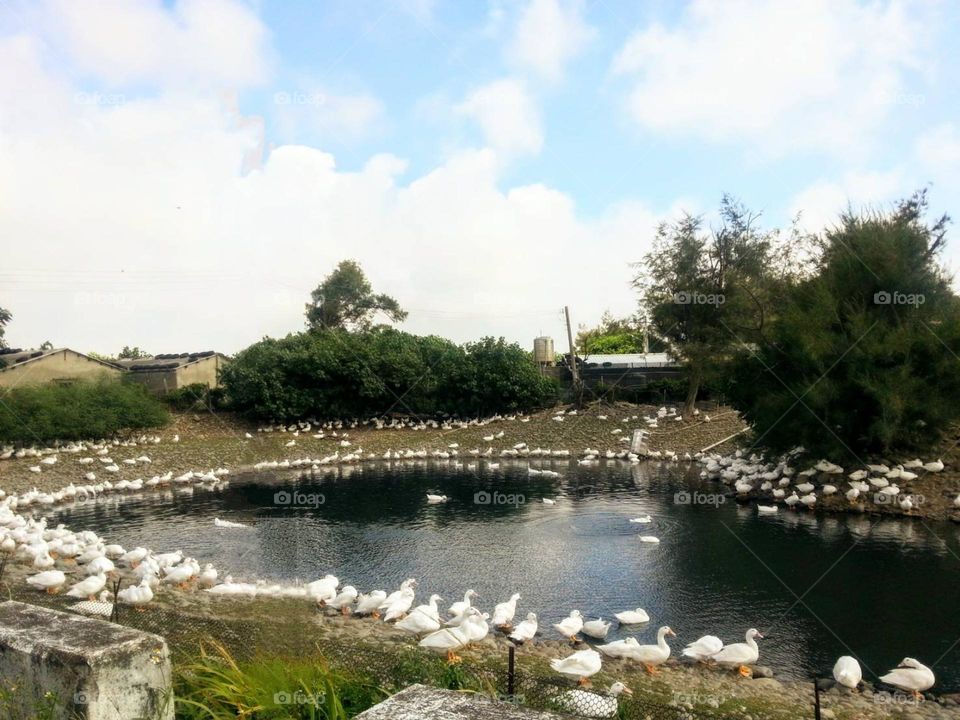 Flock of ducks and geese perching