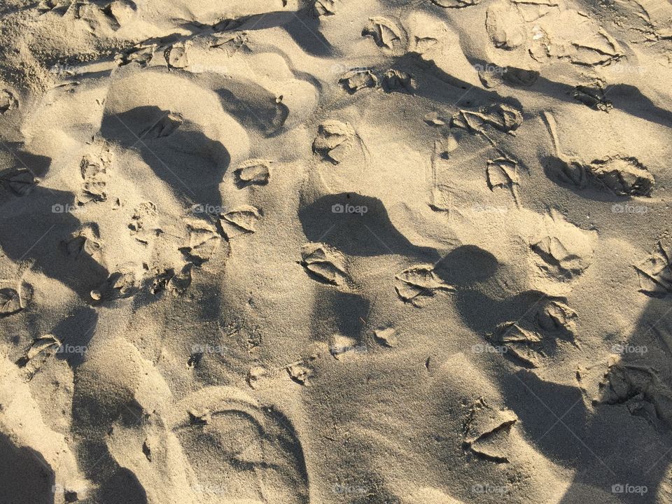 Sand prints. Bird footprints