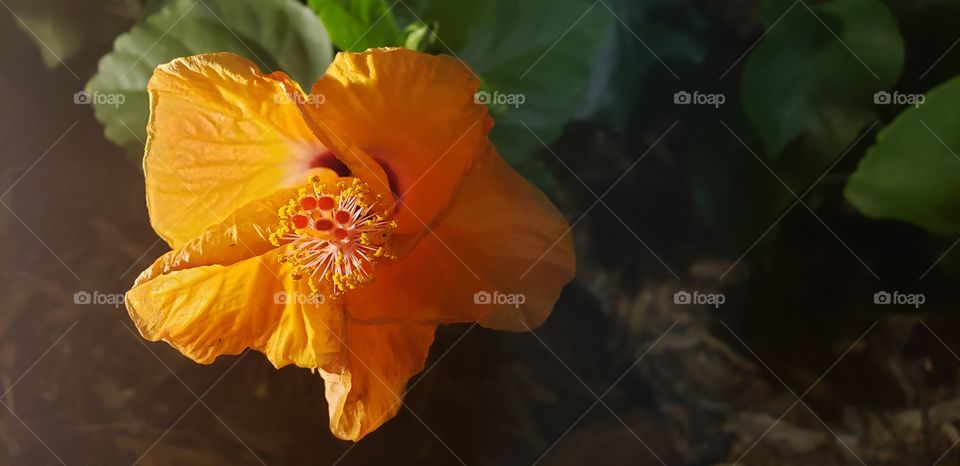 A wonderful orange flower in the dark.