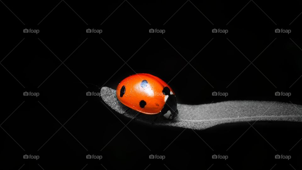ladybug