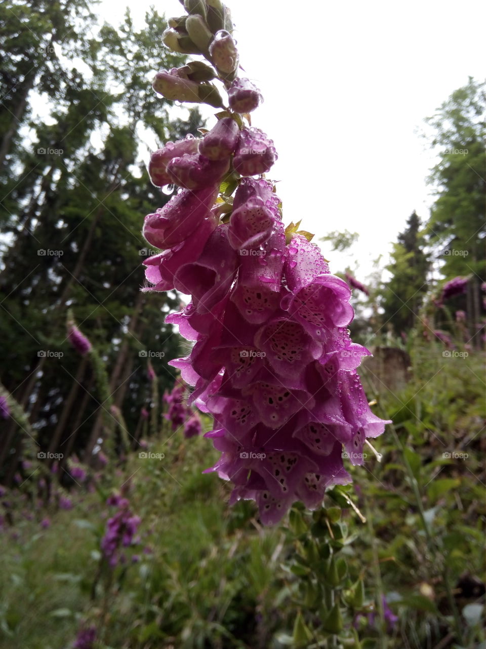Schwarzwald in Bad Wildbad