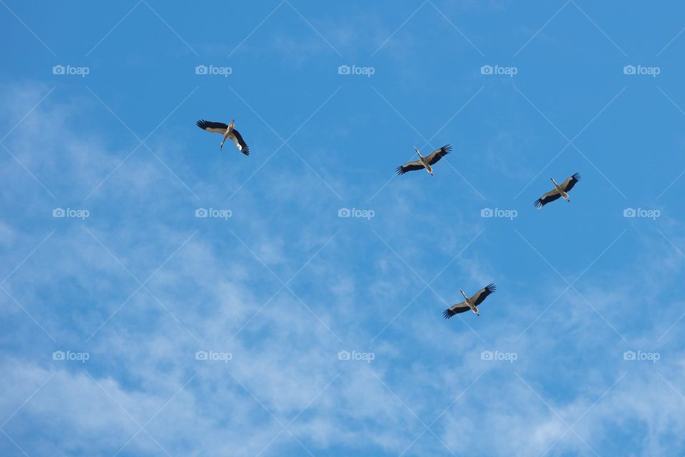 early storks looking for new home