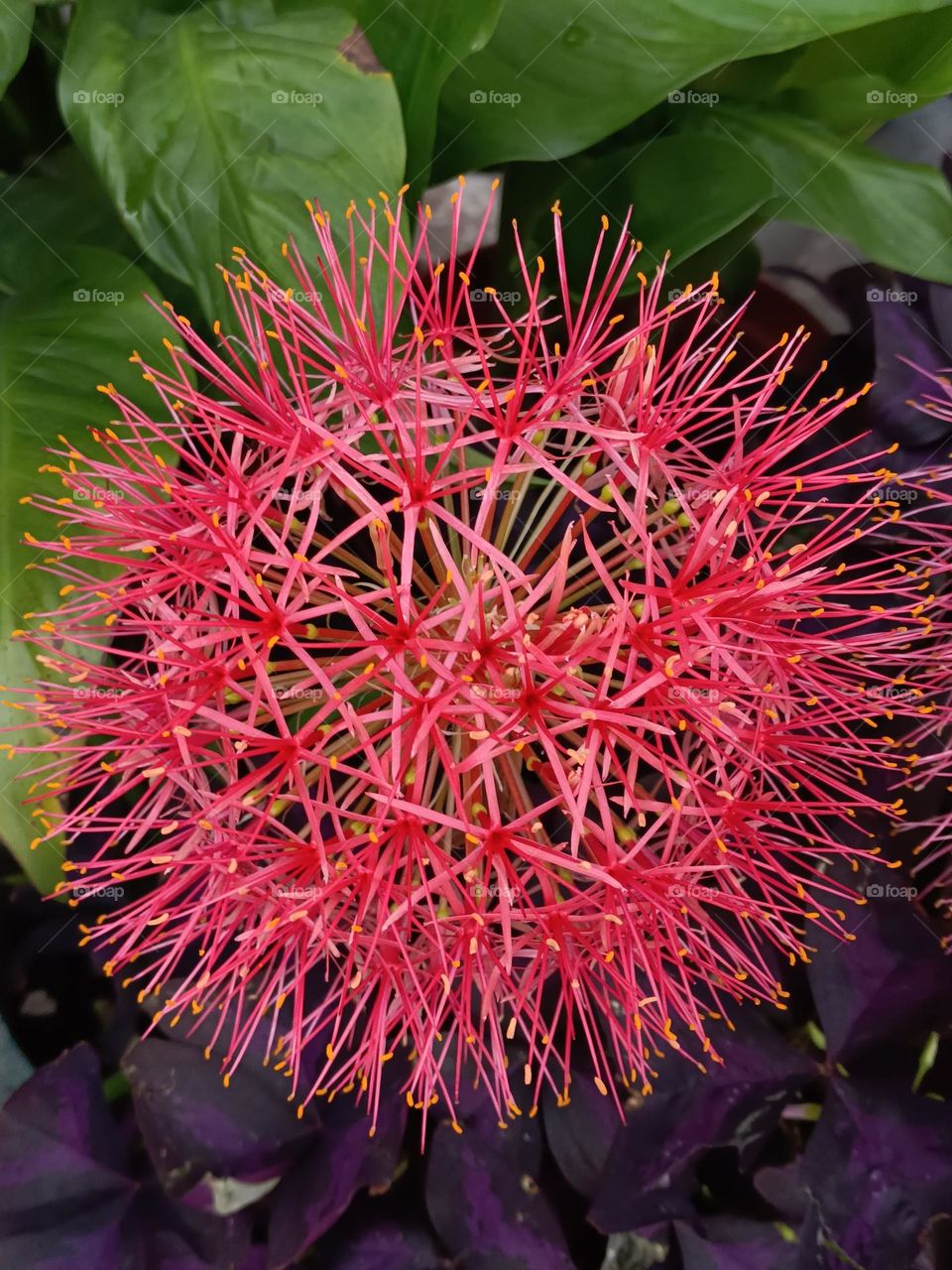 Scadoxus multiflorus