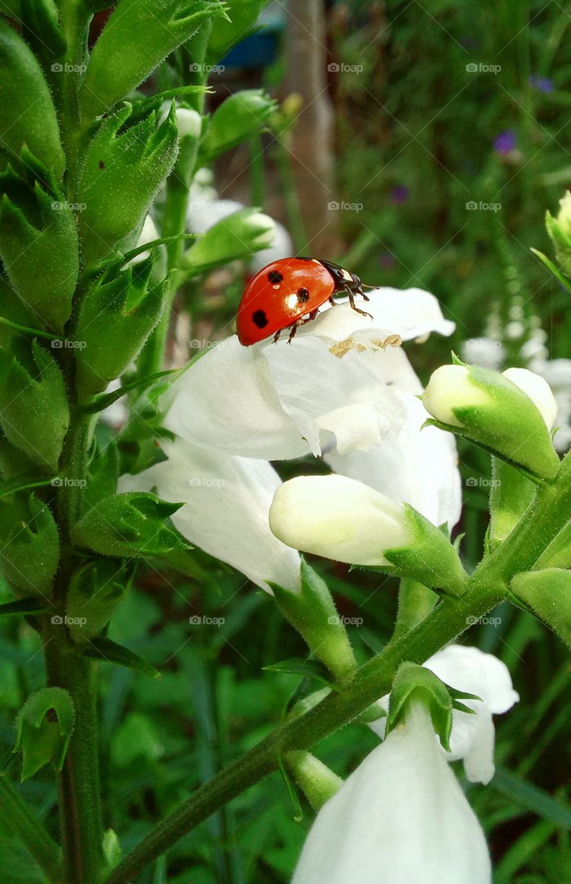 ladybug