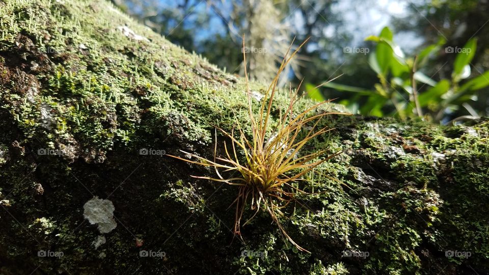 air plant in nature