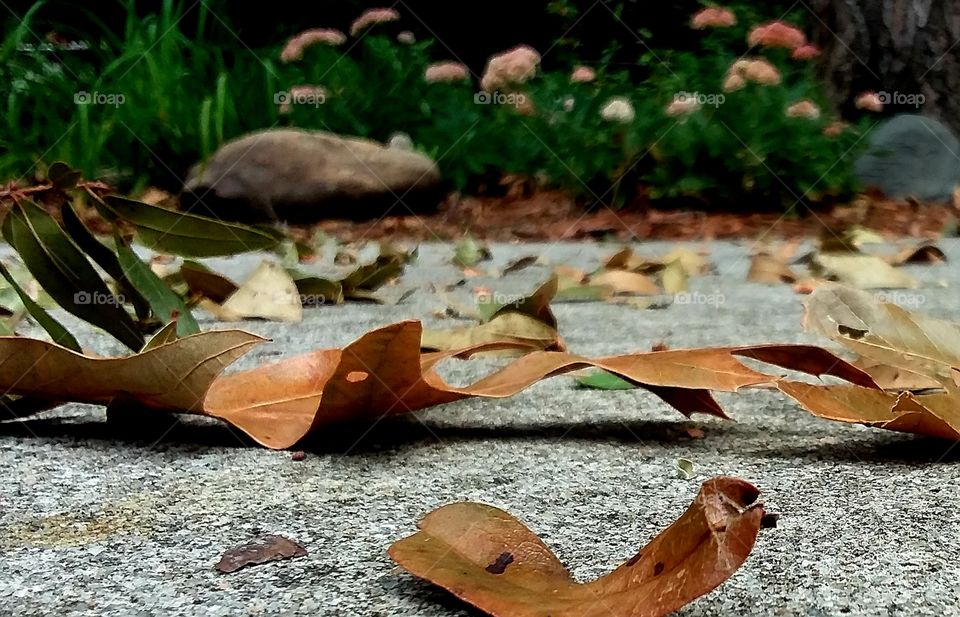 first sign of autumn leaves on the ground near the garden with pink and cream colored flowers