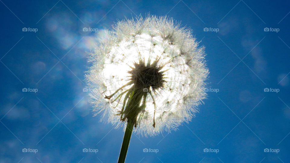 Dandelion
