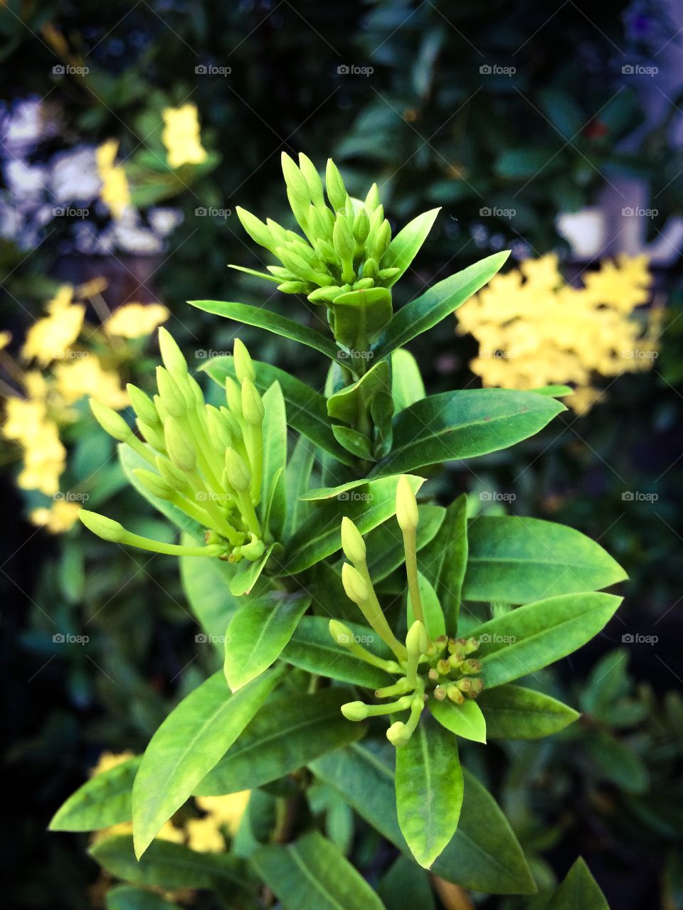 Close-up of buds