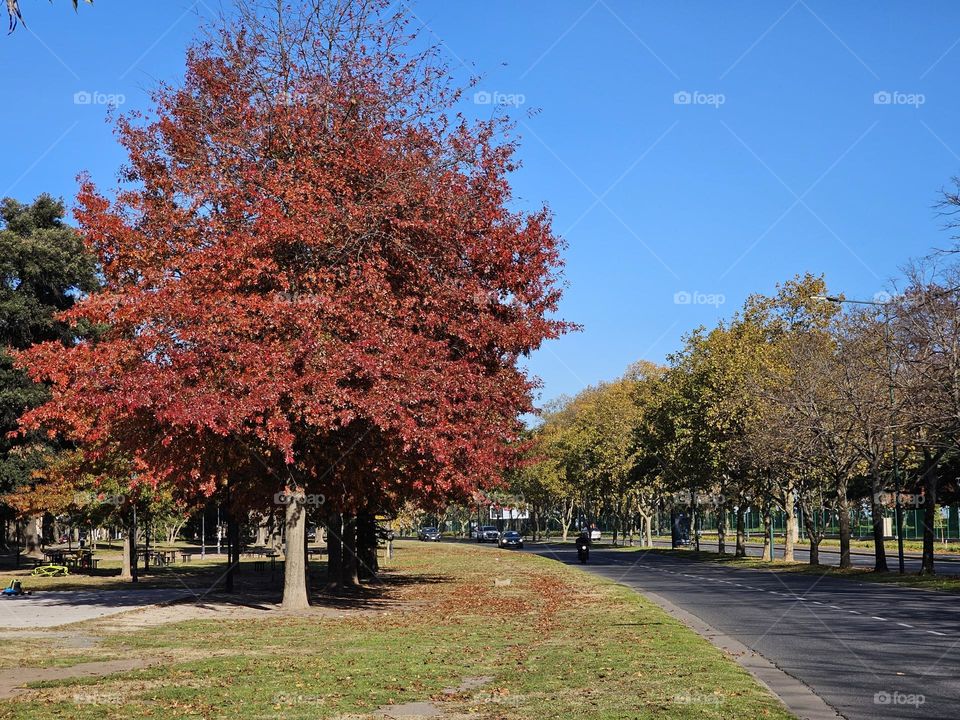 "Fall colors and an empty street." Trees lining this main street have changed their color indicating cooler weather is on its way. A gorgeous day with blue skies and lowering temperatures.