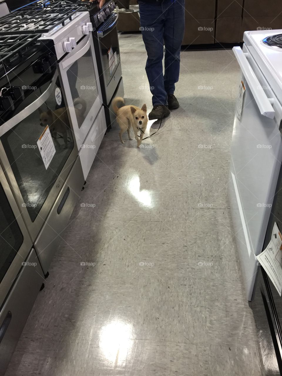 Shopping in a pet friendly store