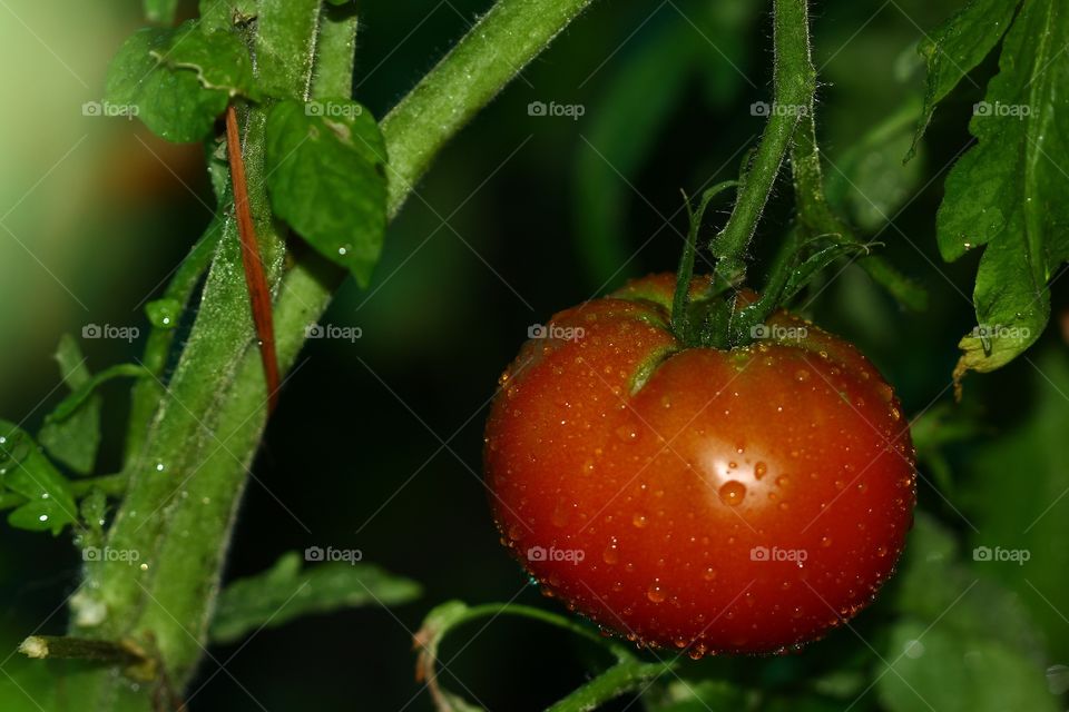 Tomato 