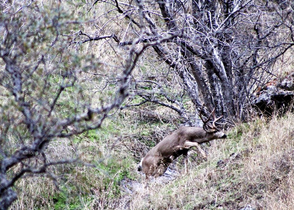 Big buck running up hill 