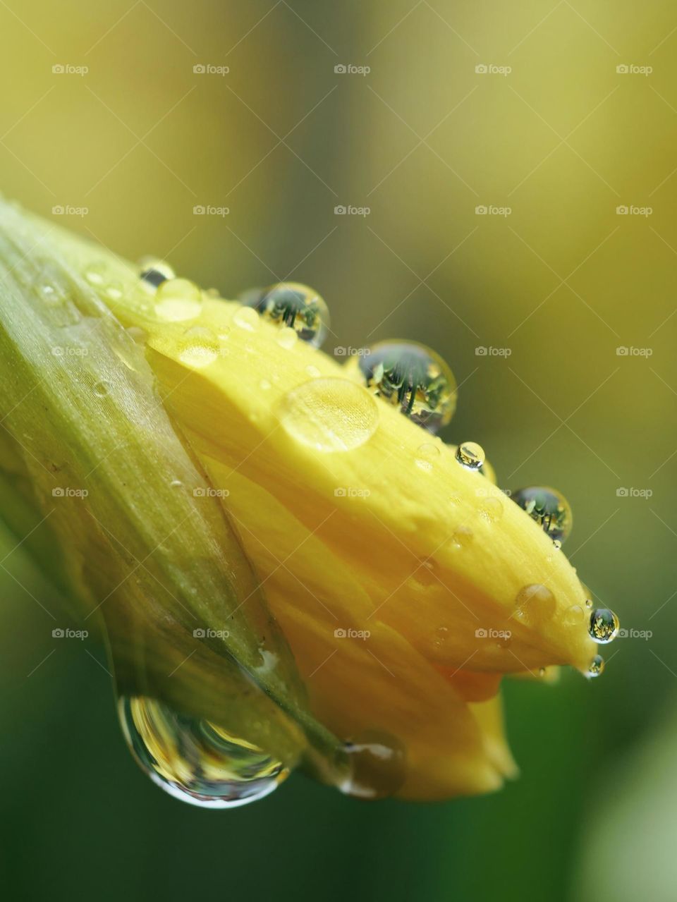 Wet daffodil bud