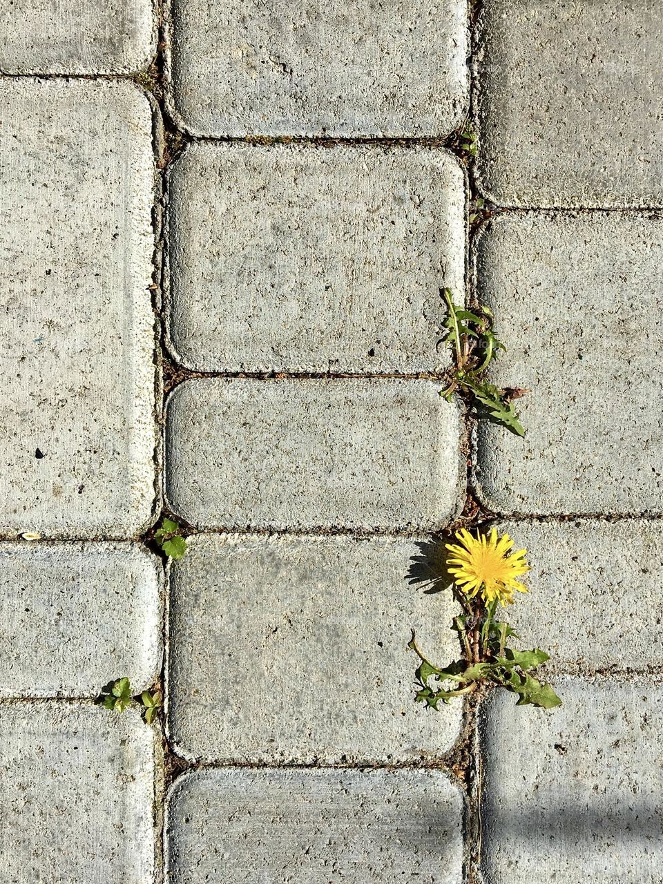 Dandelion on a concrete path, geometric pattern, rectangle