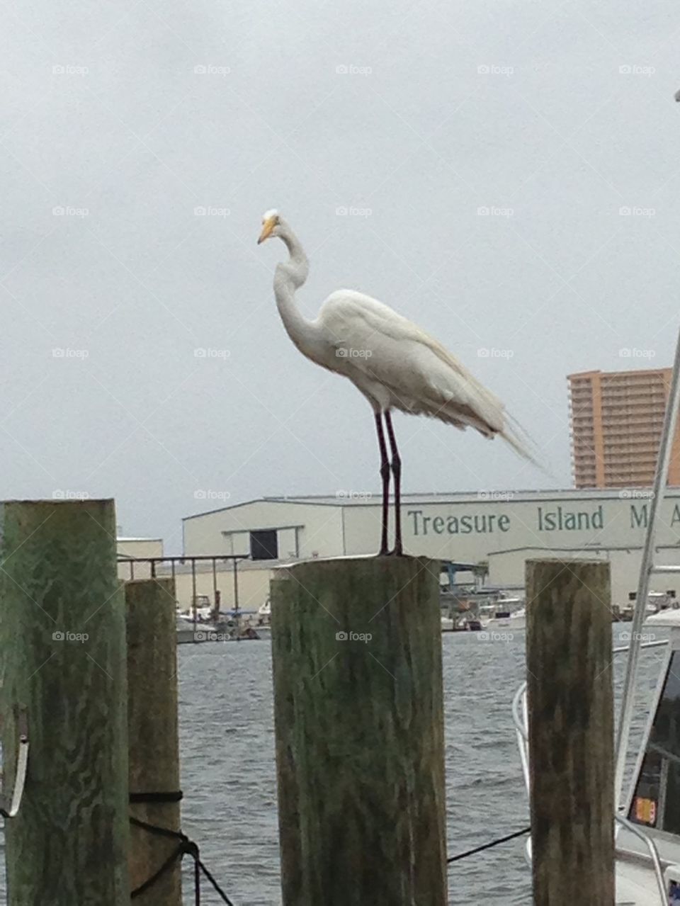 Egret