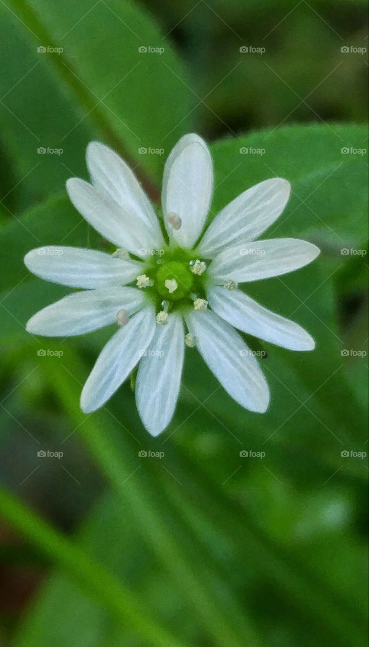 Little white flower