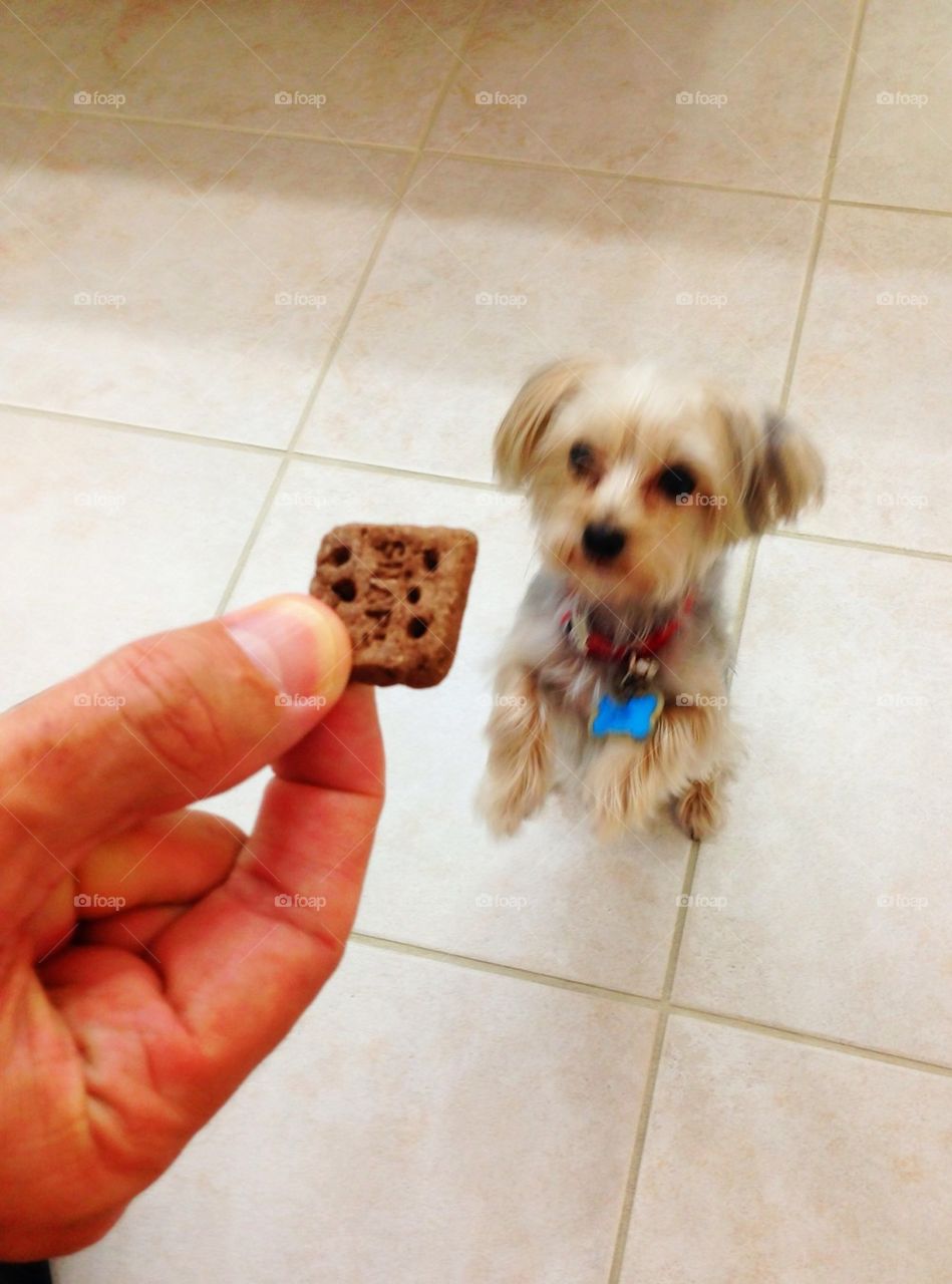 Dog getting a cookie