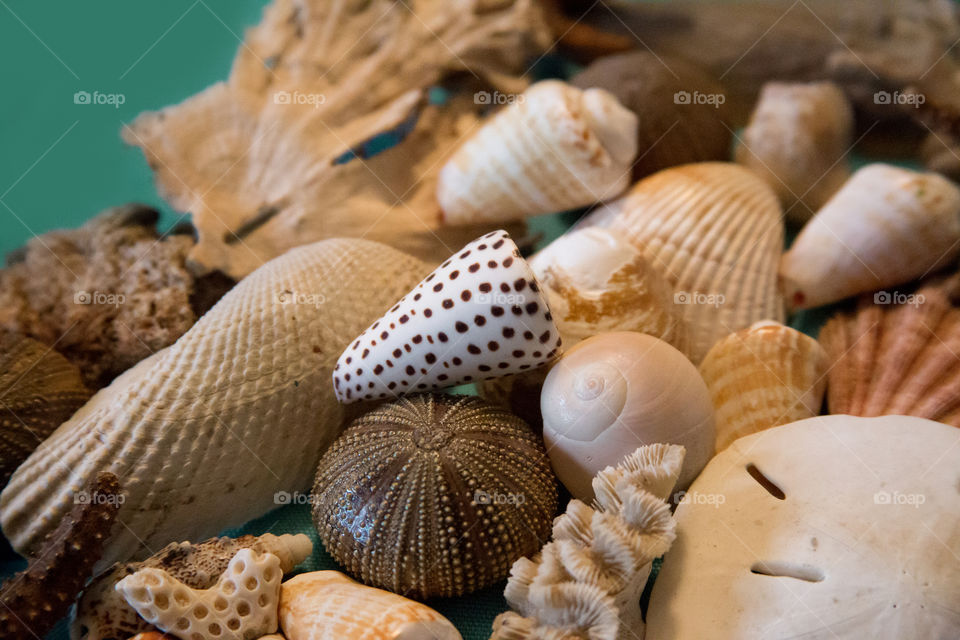 Close-up of various seashell