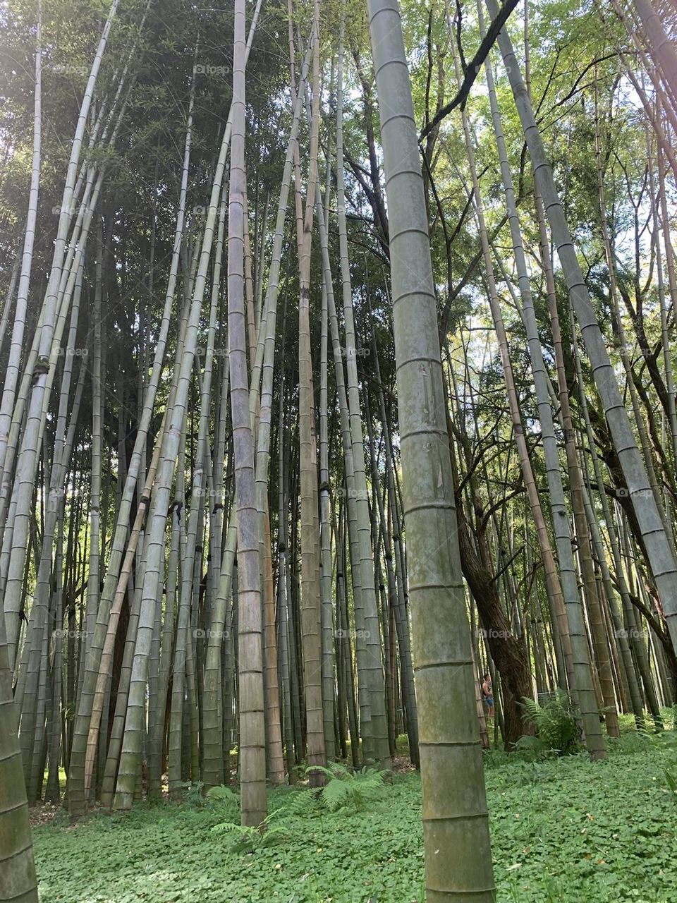 eucalyptus trees in a magical forest