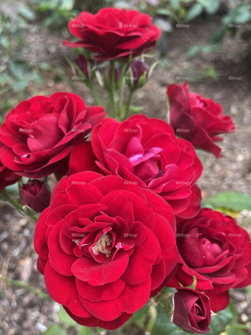 Red roses