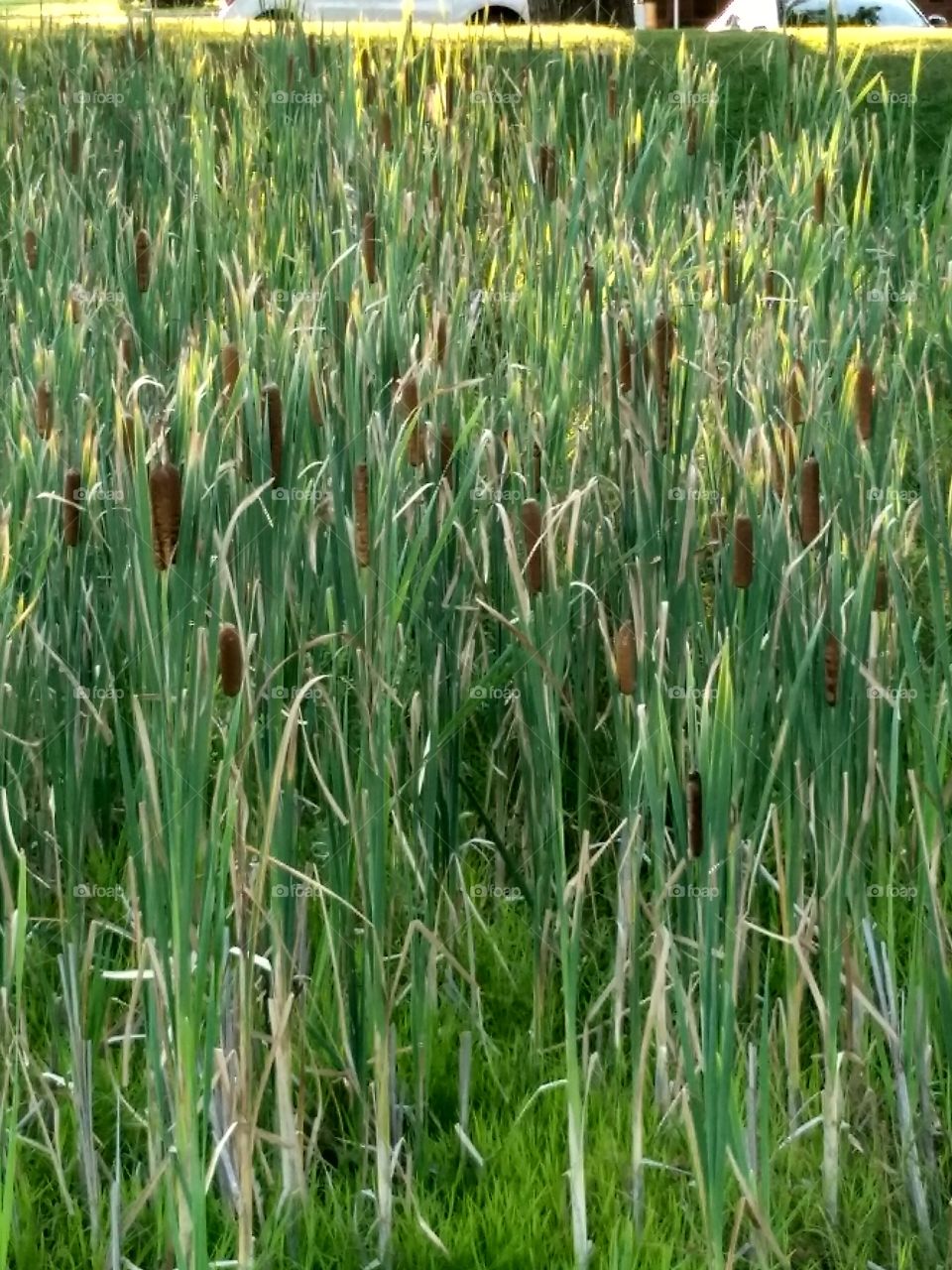 Cattails