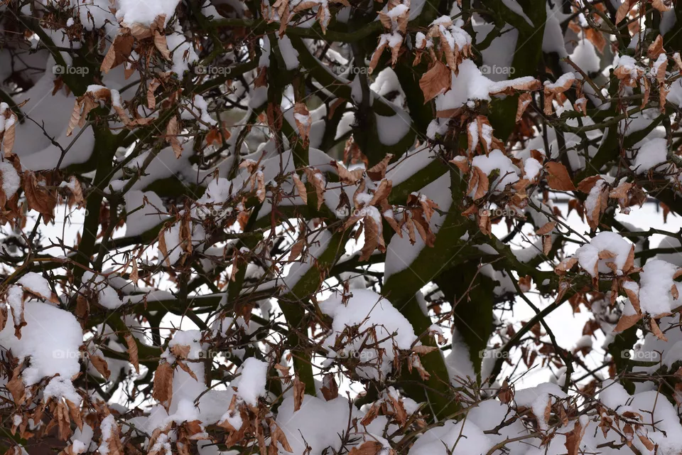 Buchenhecke im Winter