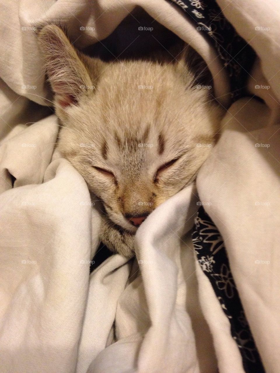 Kitten Blanket