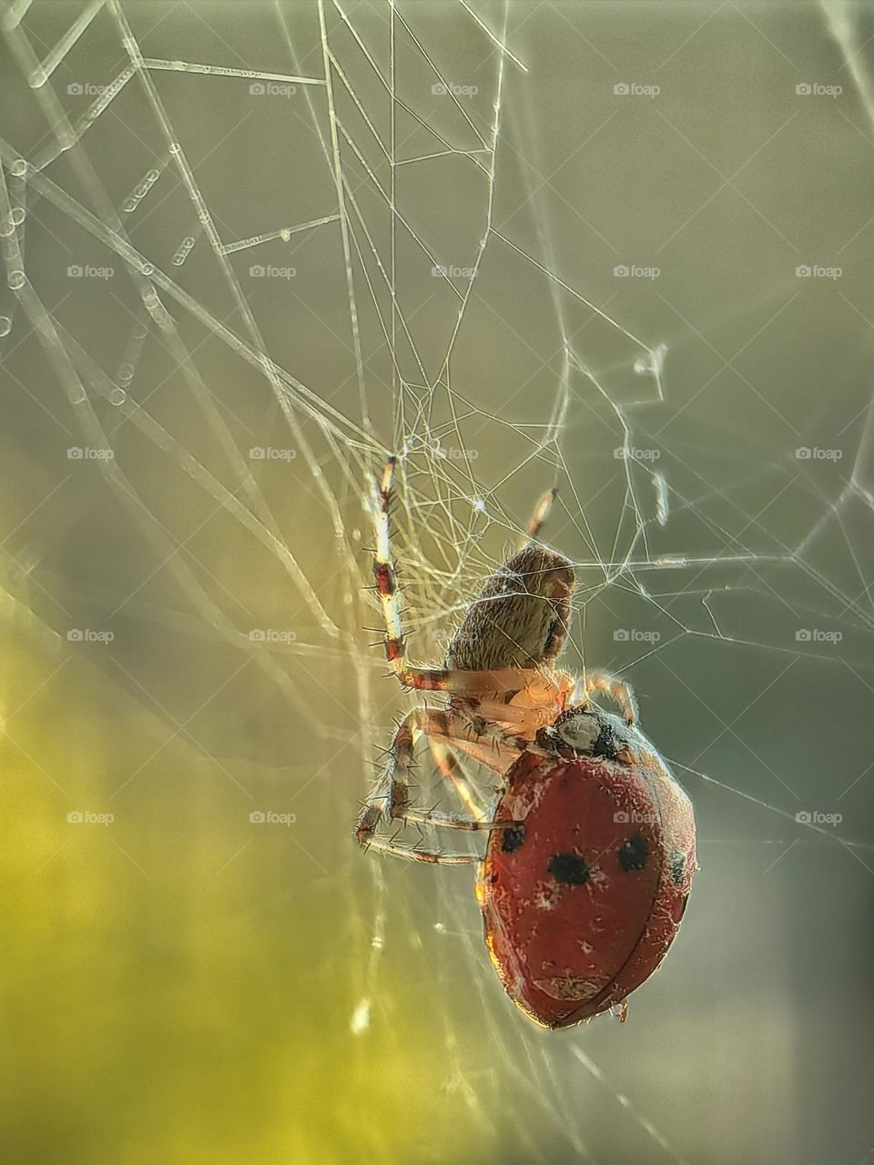 A spider eats a ladybug