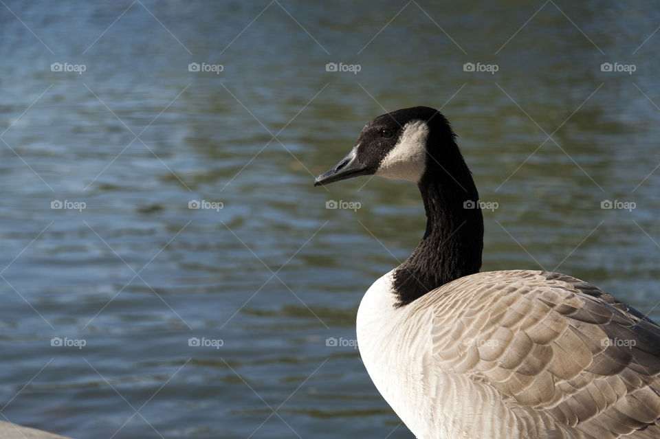 black water lake bird by redrock