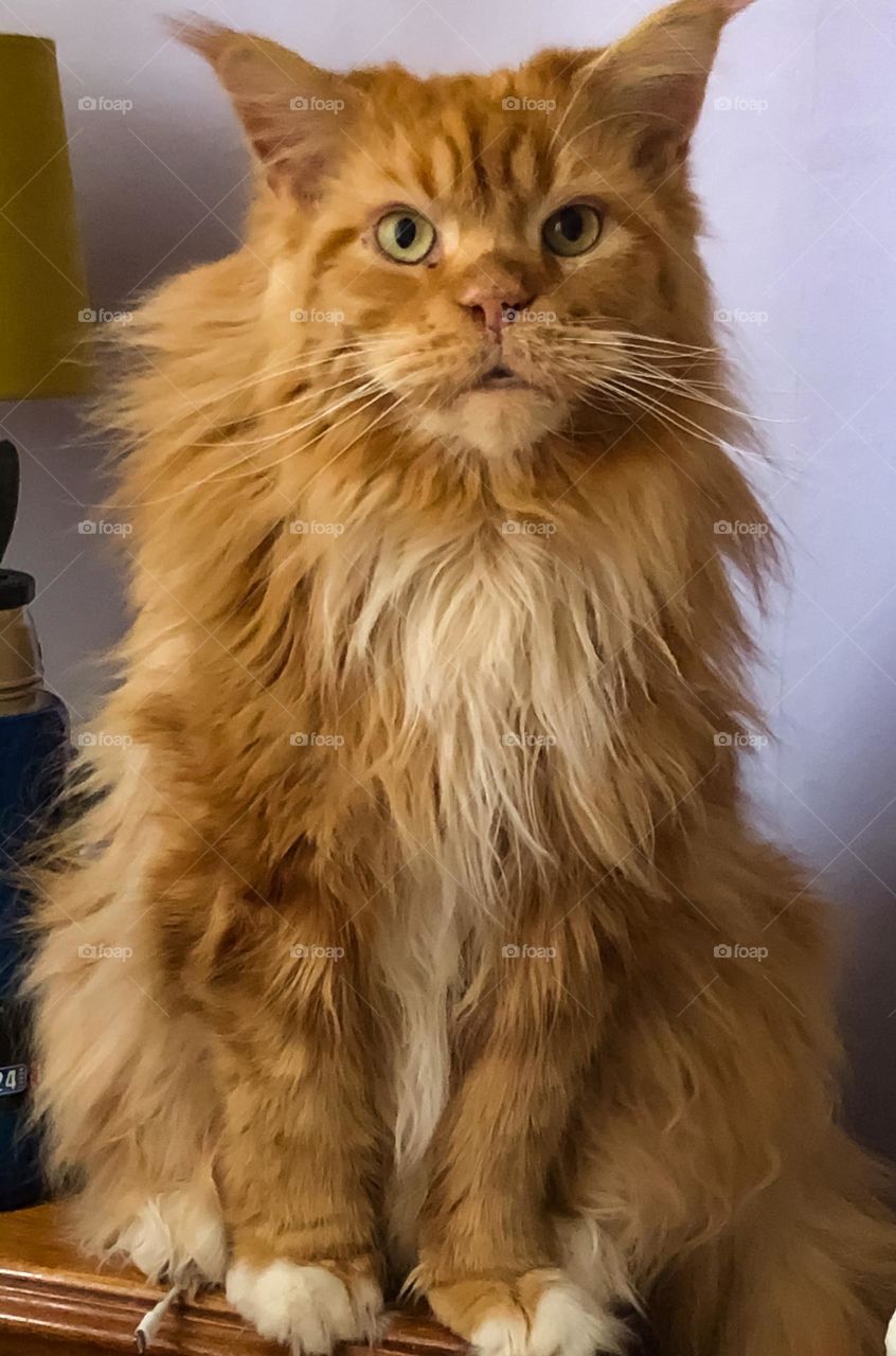 Maine coon