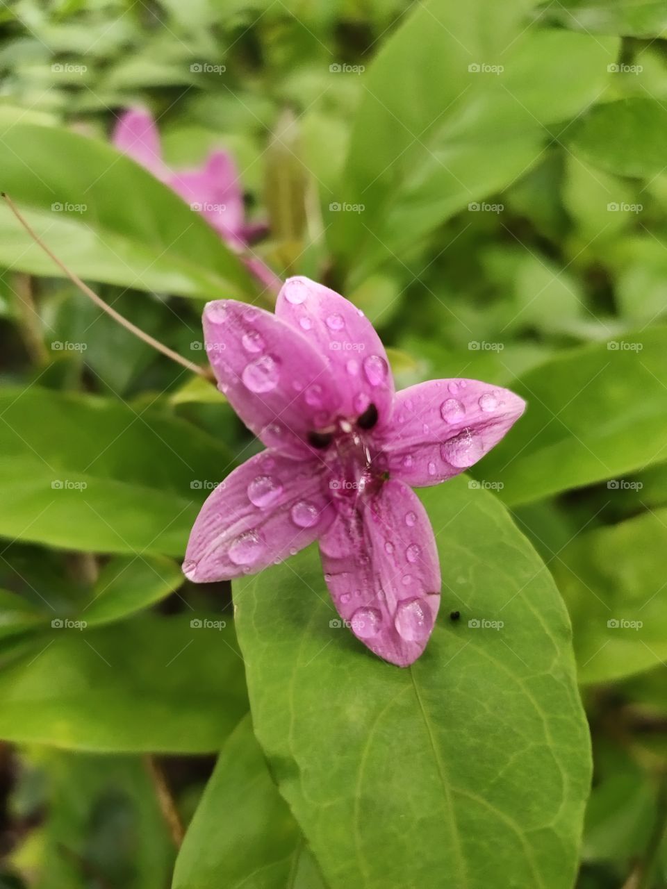 📷📷📷👁️👁️👁️
Purple Flowers 🌺
Barleria Cristata Plant 🌱
Ocean drops 💦💦💦💦