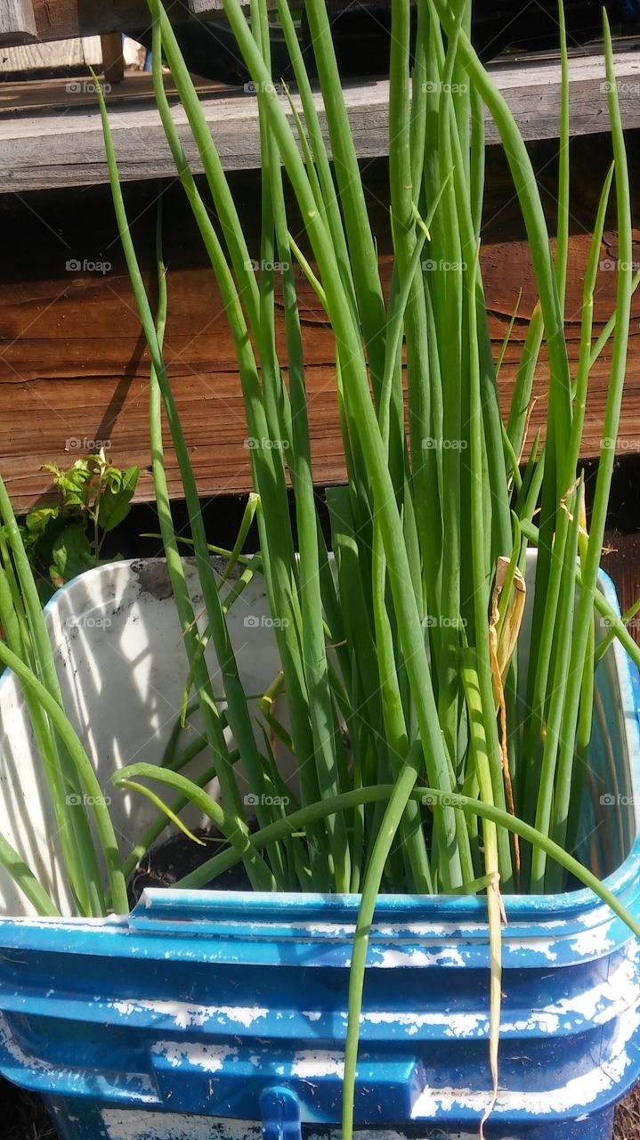 green onion