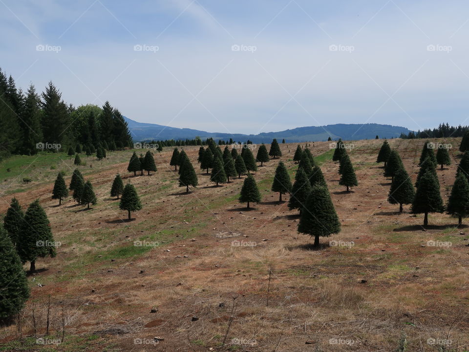 Perfectly shaped trees growing on a hill at a Christmas Tree Farm in Western Oregon during the spring. 