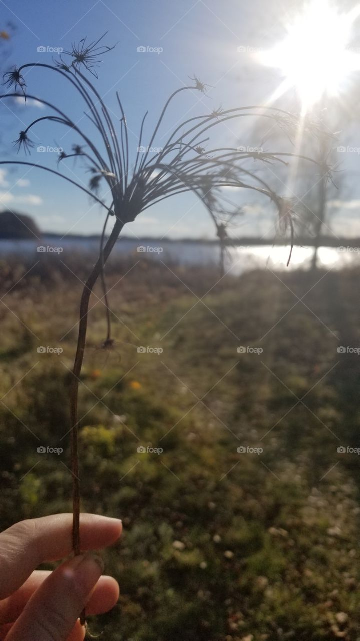 Dried flower overlooking a Southern Maine marsh in November 2018.