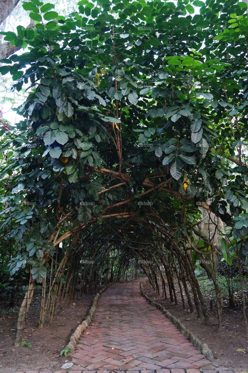 Tree Arch 