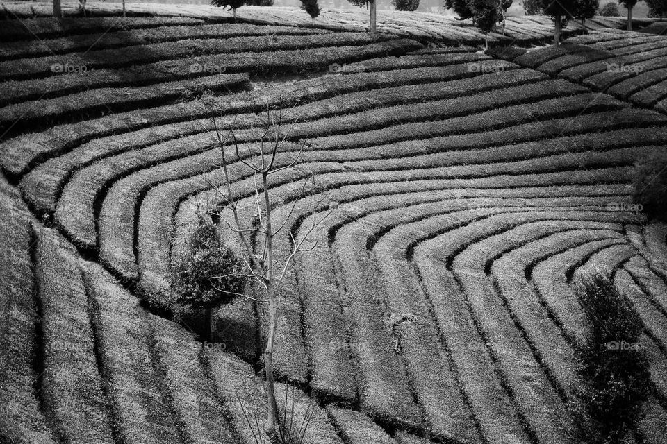 tea plantation