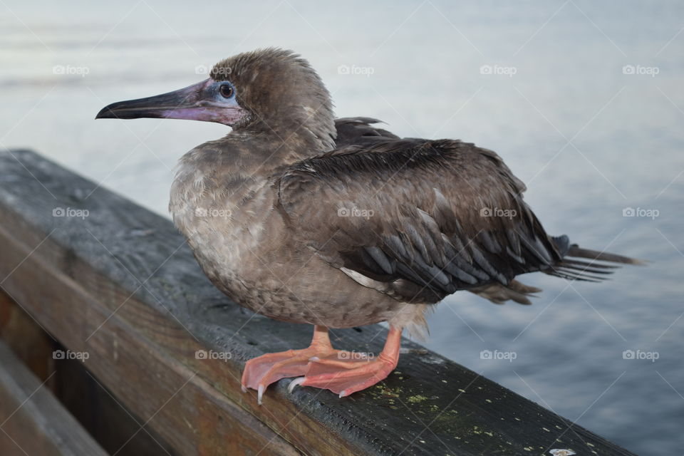 Bird on the dock