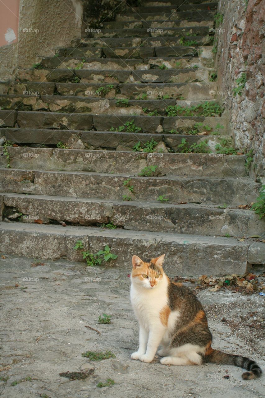 Cat outdoors in front of stairway