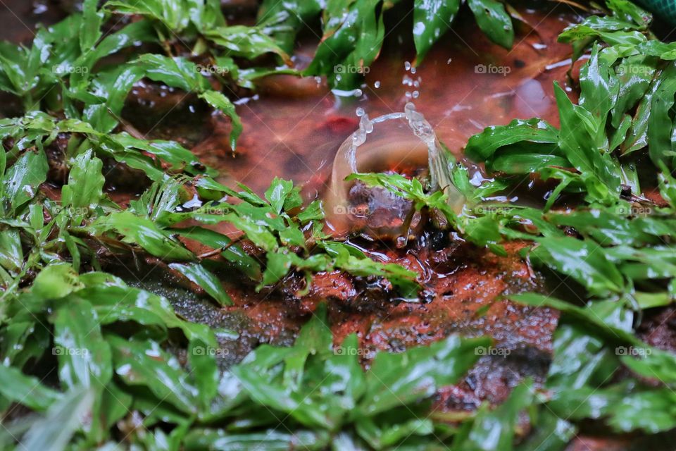 water drops creating splash