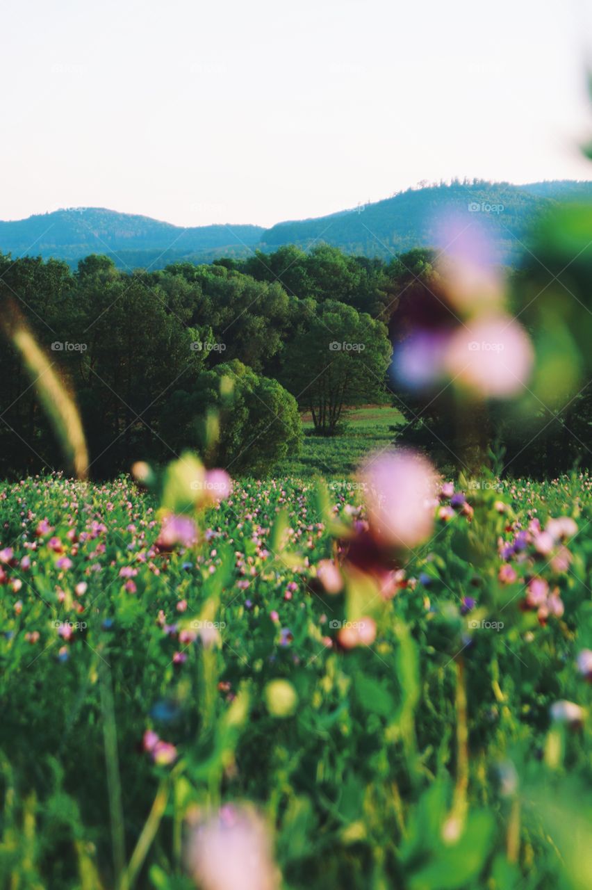 Endless Green 