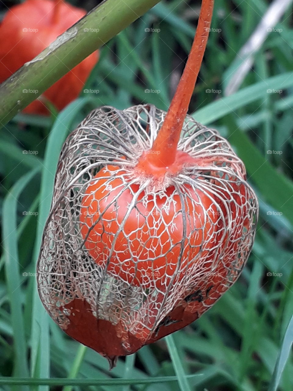 orange seed of bellows with damaged fruit casting