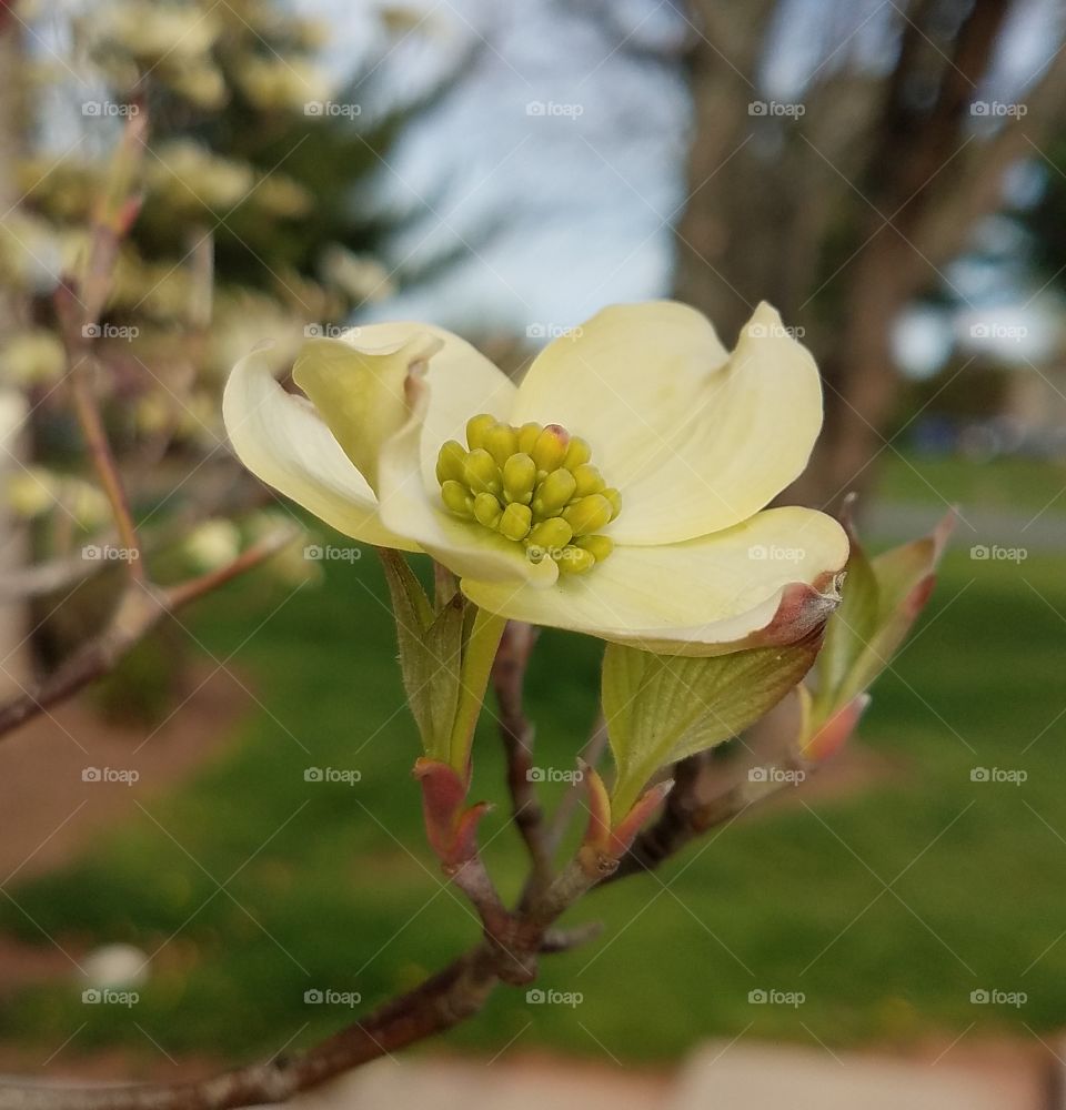 Magnolia blossoms