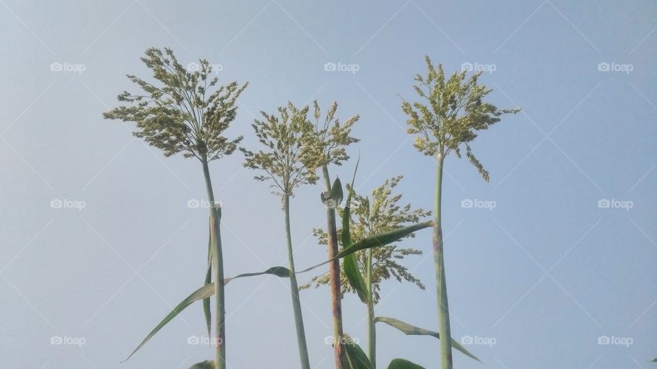 a millet cultivation in the field.