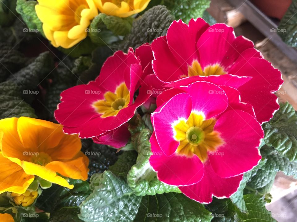 Pink and yellow blooming flowers during spring season 