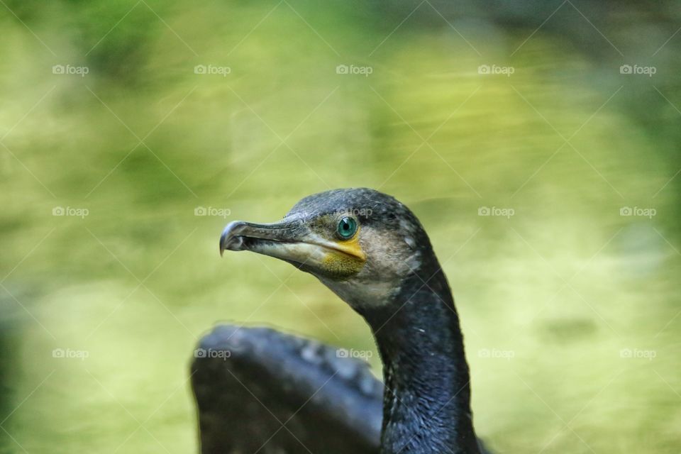 cormorano