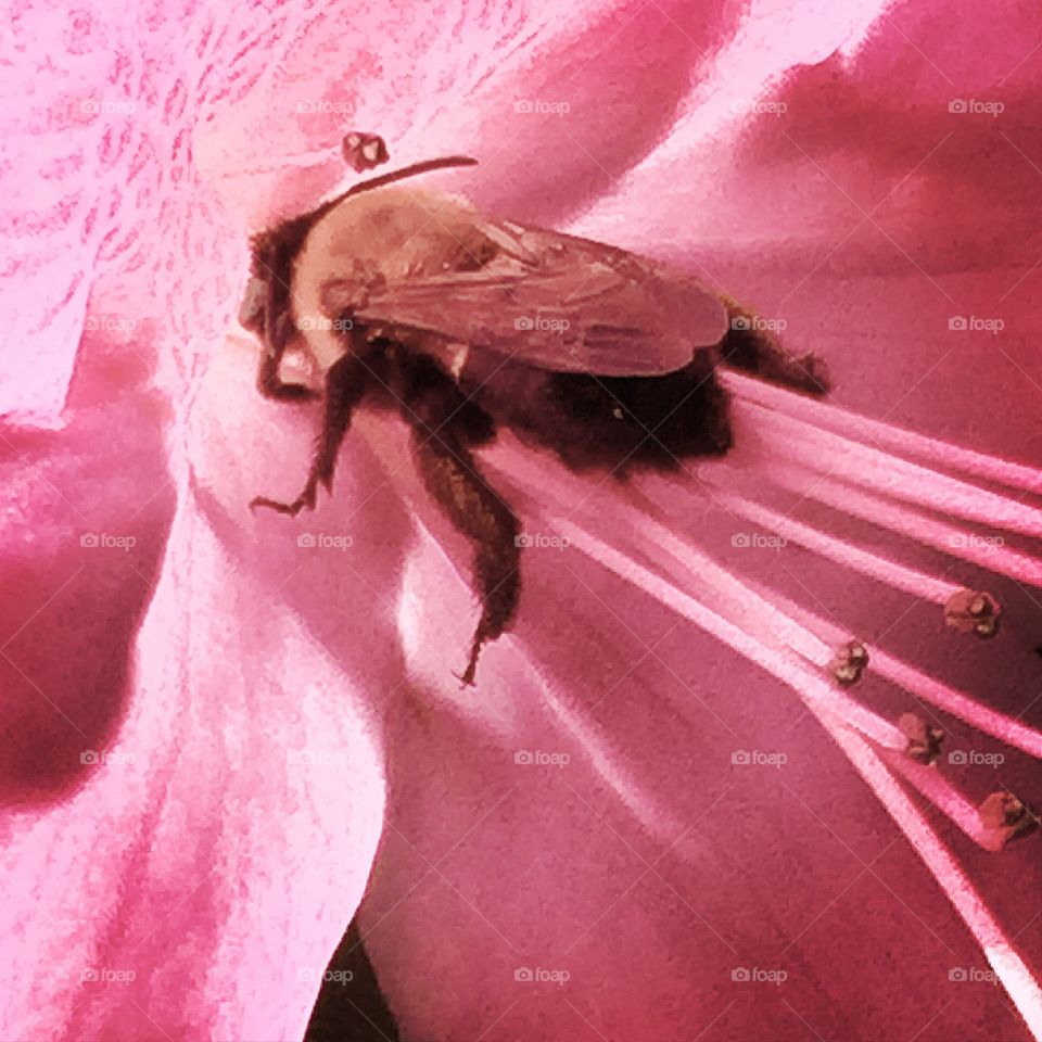 Bee in azalea bloom